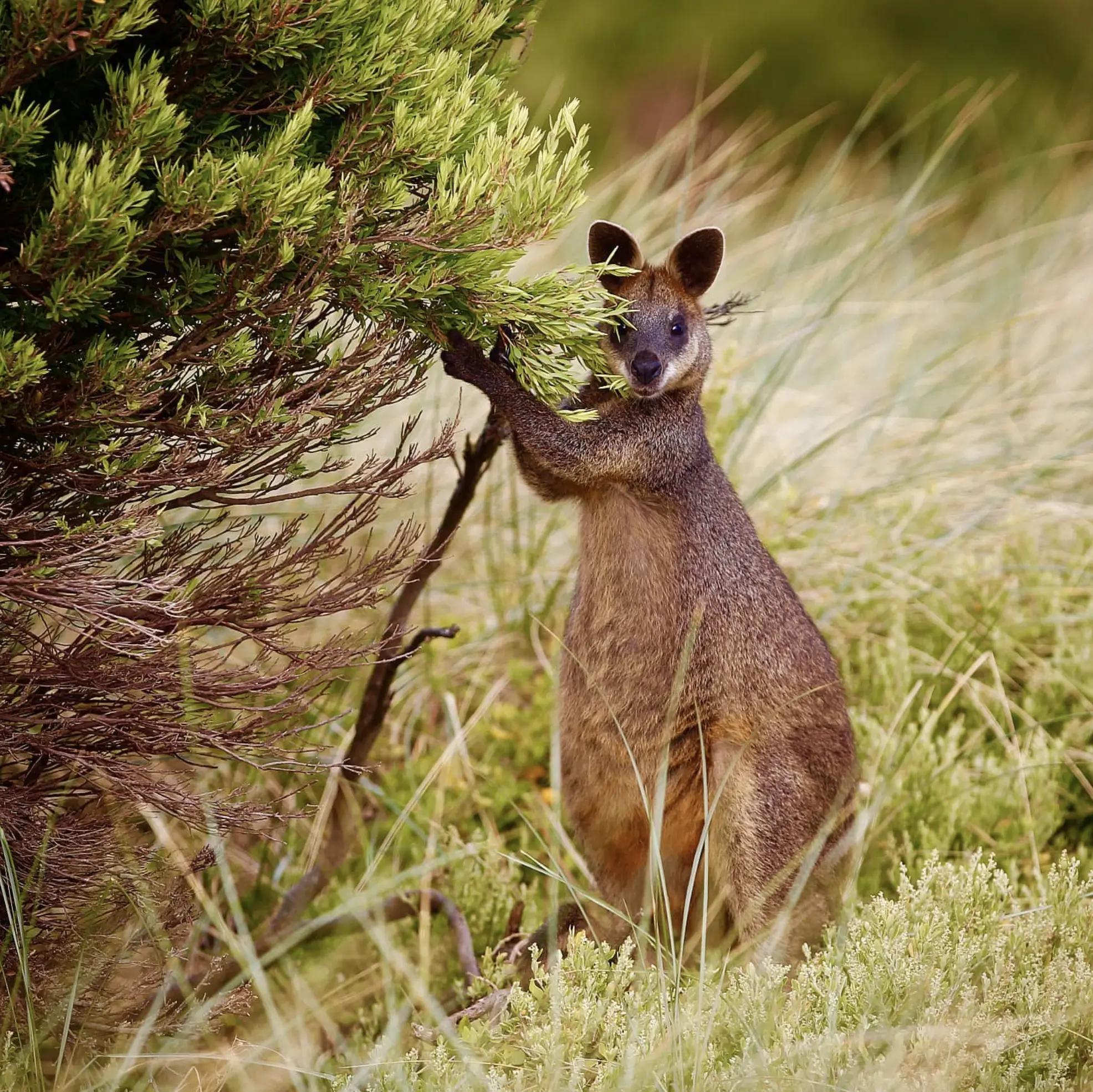 Australian Wildlife