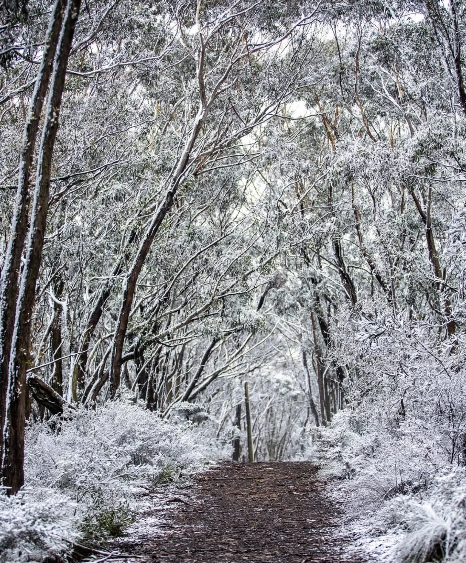 Mount Victoria Snow