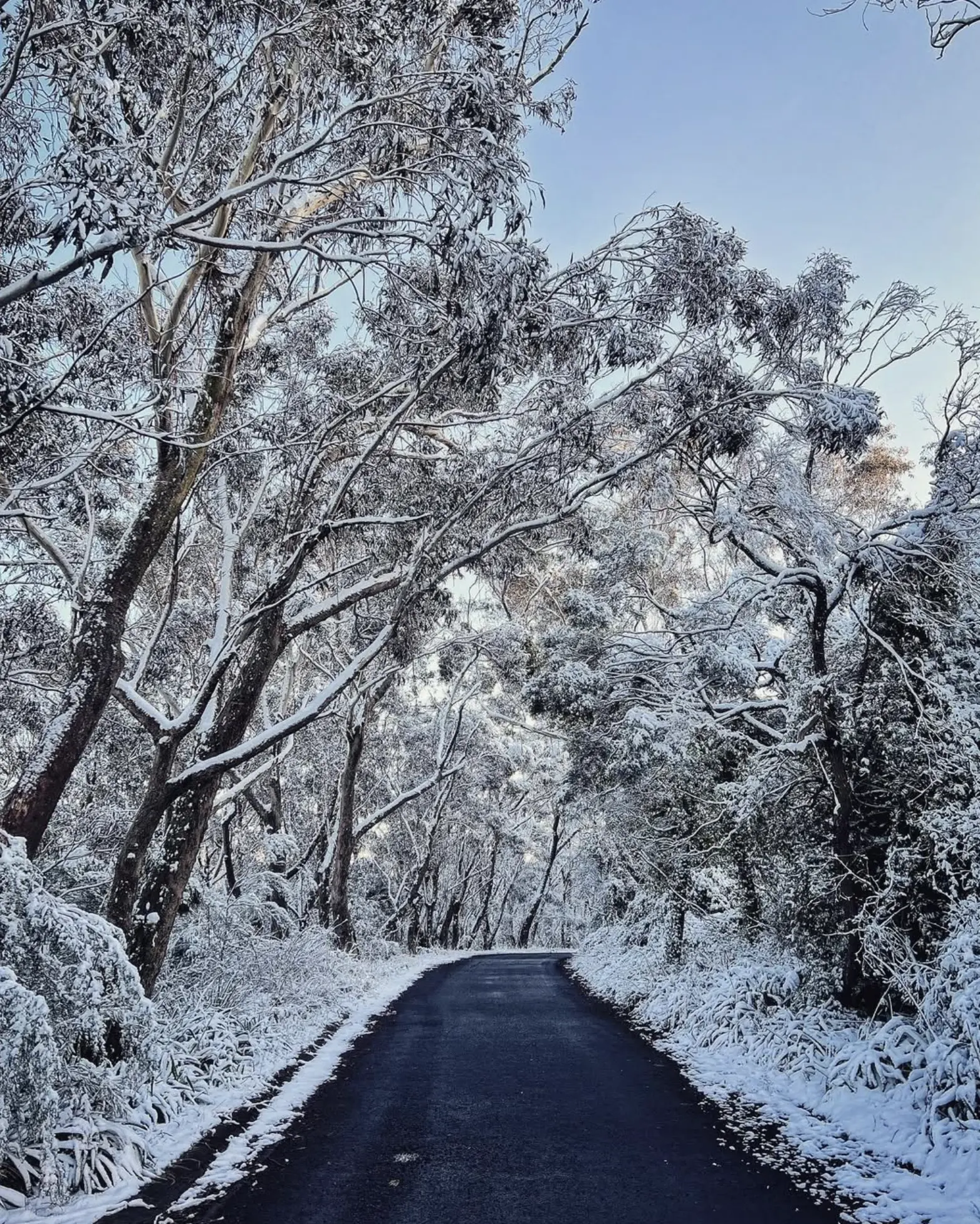 Oberon Snow