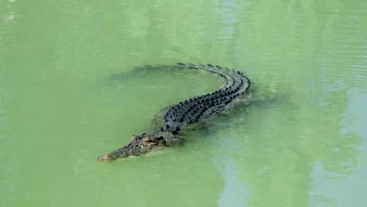 Crocodiles dangerous in Kakadu