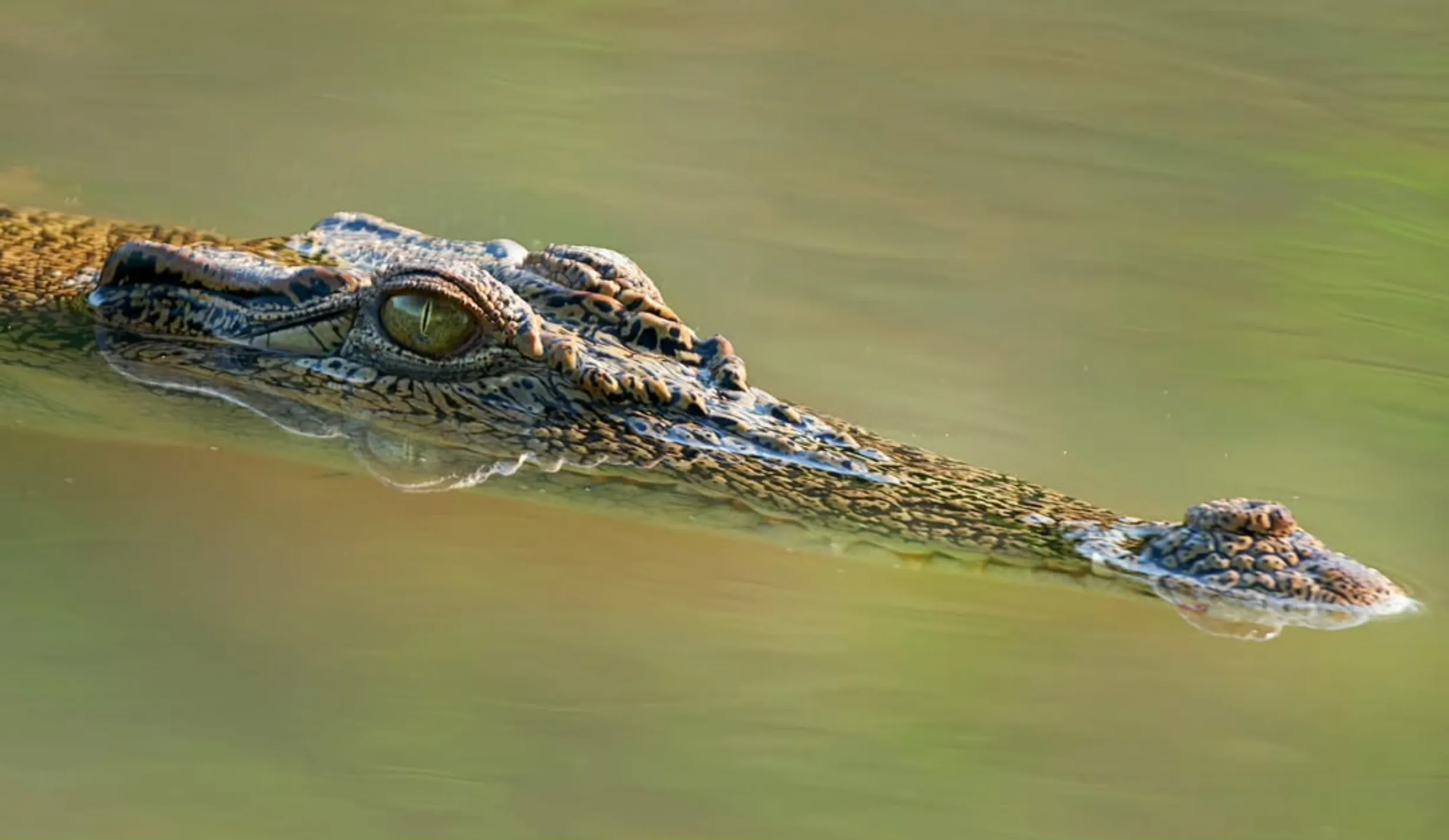species of reptiles, Kakadu